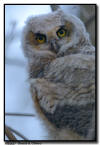 Great Horned Owlet Portrait 