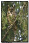 Great Horned Owl 