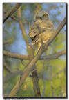 Great Horned Owl 