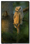 Great Horned Owl 