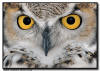 Great Horned Owl Close Up Image