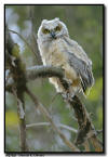 Great Horned Owl 