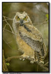 Great Horned Owlet Portrait