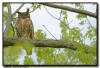 Great Horned Owl Fort Snelling State Park