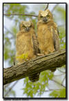 Great Horned Owlets