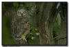 Great Horned Owlet