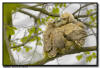 Great Horned Owls