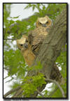 Great Horned Owlets