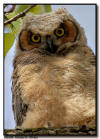 Great Horned Owlet, Coon Rapids, MN