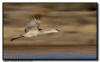 Sandhill Crane Pan Blur Image