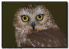 Northern Saw Whet Owl 