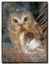 Northern Saw Whet Owl, IA 