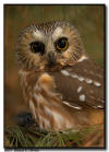 Northern Saw Whet Owl Portrait