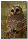 Northern Saw Whet Owl in the Pines