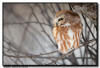 Northern Saw Whet Owl, Minnesota
