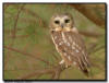 Northern Saw Whet Owl, IA