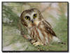 Northern Saw Whet Owl, IA