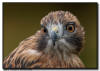 Red Tailed Hawk Close Up