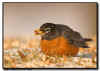 American Robin feeding on crabapples