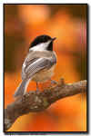 Black-Capped Chickadee with Fall Colors