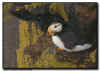 Horned Puffin on Ridge Wall