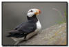 Horned Puffin, Lake Clark National Park, AK
