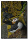Horned Puffin on the cliffs