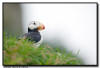 Horned Puffin, Lake Clark National Park AK