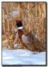 Ring Necked Pheasant Rooster in the corn