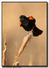 Red Winged Blackbird Calling