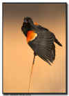 Red Winged Blackbird Wingstretch