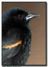 Red Winged Blackbird Portrait