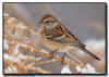 Sparrow on a Snowy Branch