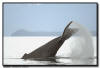 Humpback Whale Tail Flip, Gustavis AK